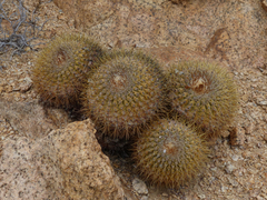 Copiapoa serpentisulcata