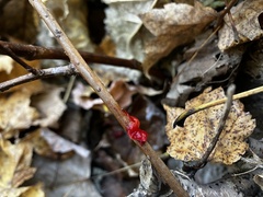 Tulasnella aurantiaca