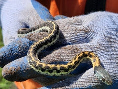 Thamnophis cyrtopsis