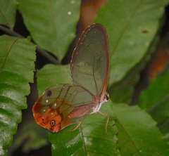 Haetera piera