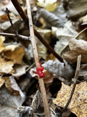 Tulasnella aurantiaca