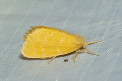 Euproctis lutea