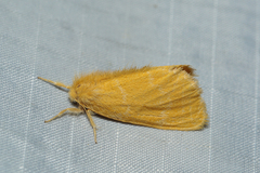 Euproctis lutea