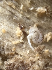Blaniulinae