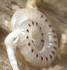 Blaniulinae