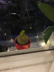 Parodia haselbergii