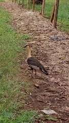 Theristicus caudatus caudatus
