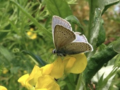 Polyommatus amandus