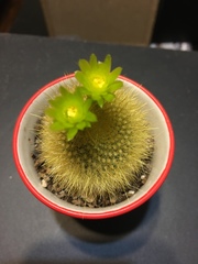 Parodia haselbergii