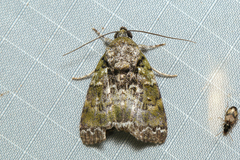Blenina viridata