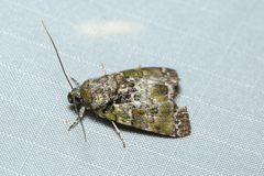 Blenina viridata