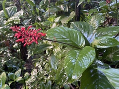 Odontonema cuspidatum