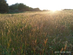 Festuca bromoides