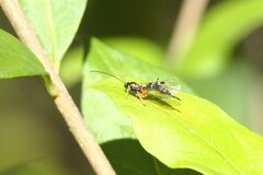 Itoplectis