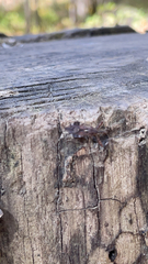 Leptoglossus occidentalis