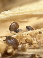 Oxychilus draparnaudi