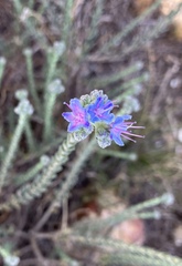 Lobostemon echioides