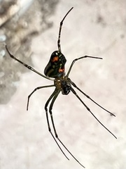 Leucauge