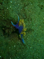 Flabellinopsis iodinea