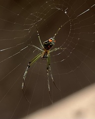 Leucauge