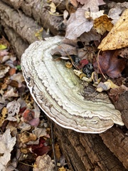 Ganoderma megaloma