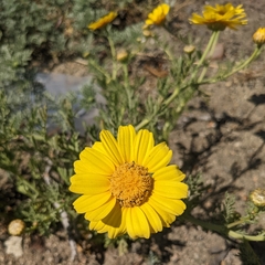 Glebionis coronaria