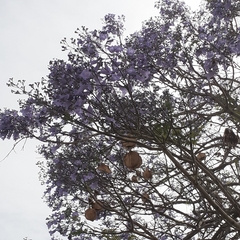 Jacaranda mimosifolia