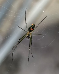 Leucauge