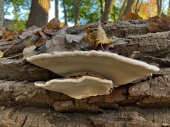Ganoderma megaloma