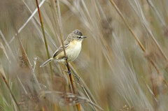 Polystictus pectoralis