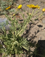 Glebionis coronaria