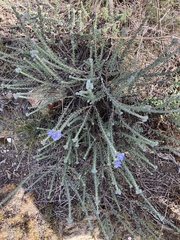 Lobostemon echioides