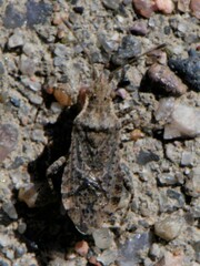 Aufeius impressicollis