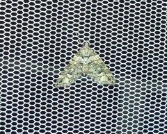 Crasilogia gressitti