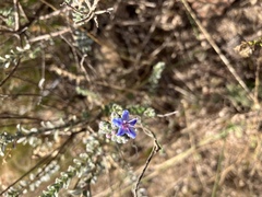 Lobostemon echioides