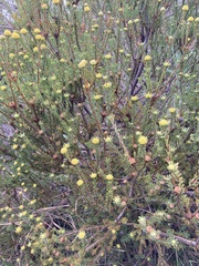 Leucadendron levisanus