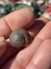 Helminthoglypta tudiculata