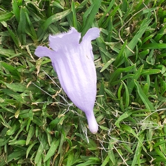 Jacaranda mimosifolia