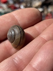 Helminthoglypta tudiculata