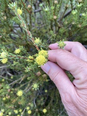 Leucadendron levisanus