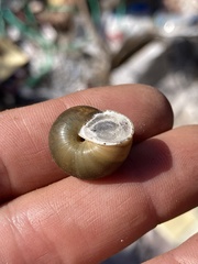 Helminthoglypta tudiculata