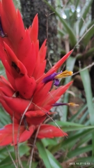 Tillandsia ponderosa