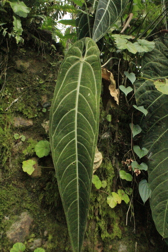 Foto de Planta-renda