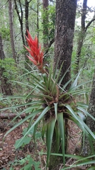 Tillandsia ponderosa