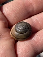 Helminthoglypta tudiculata