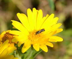 Ceratina strenua