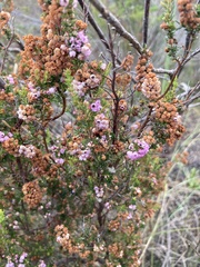Erica mauritanica