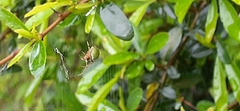 Araneus lathyrinus