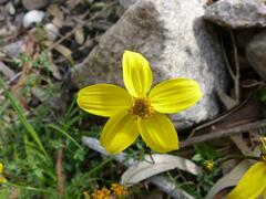 Bidens triplinervia