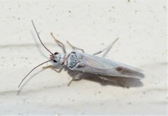 Semidalis